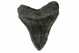 Black, Fossil Megalodon Tooth - South Carolina #166092-1